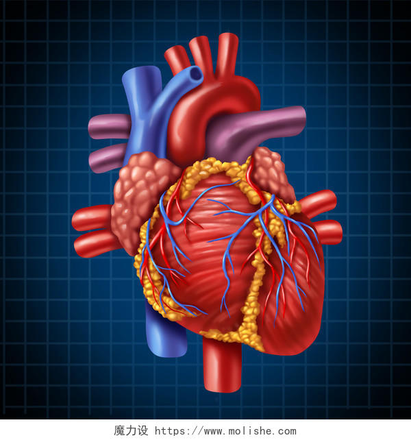 人体心脏结构图